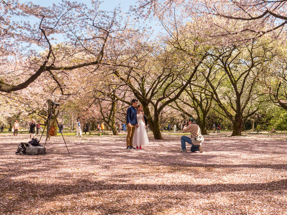 Kirschblüte in Japan: Warum perfekte Planung oft nicht ausreicht